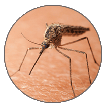 Mosquito on skin 