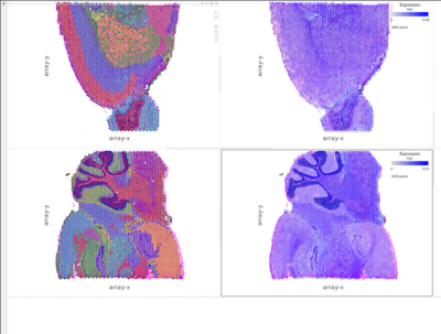 Tissue Transcriptomics Visualization