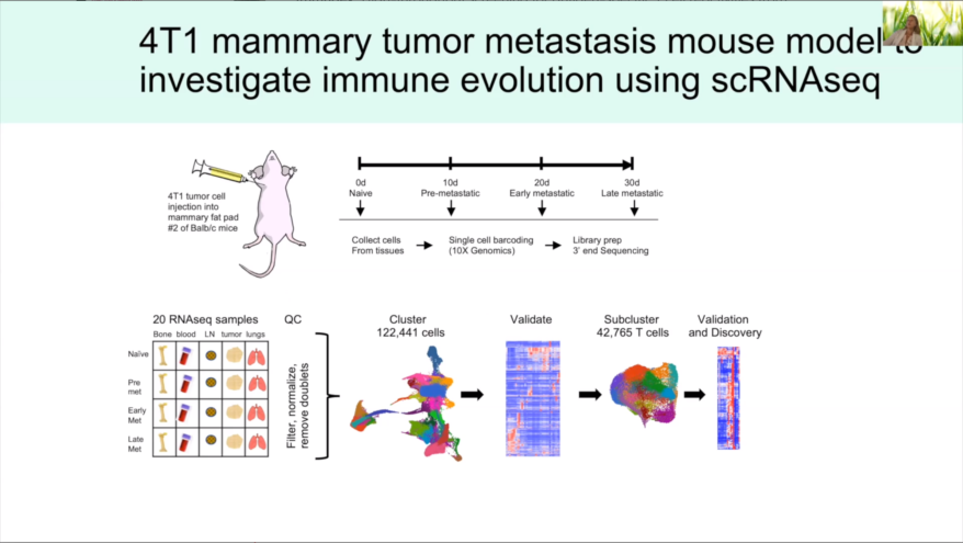 Evolution of Mouse Immune Response During Mammary Tumor Progression and Metastasis