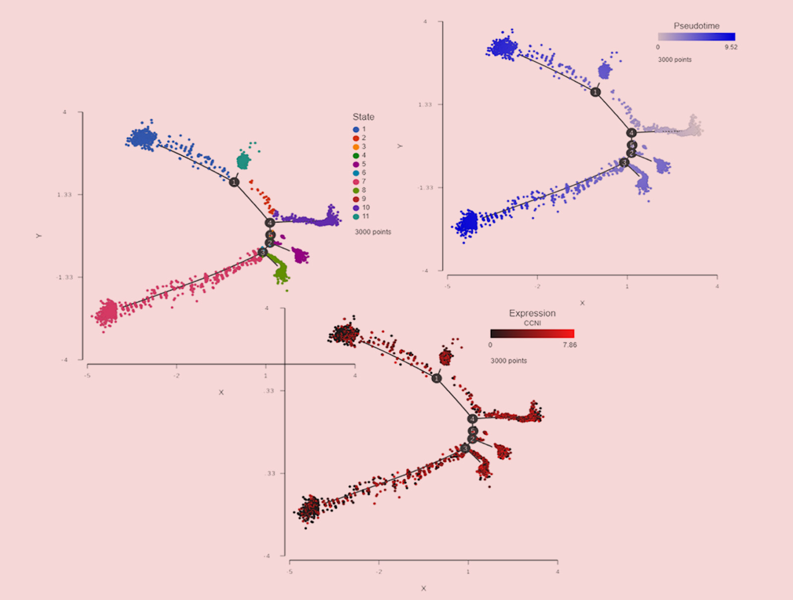 scRNA-Seq trajectory analysis visualizations
